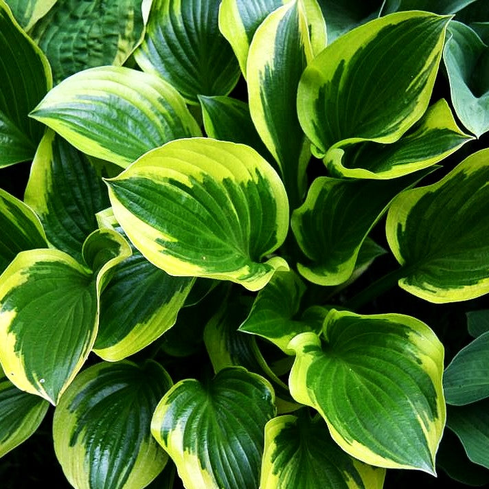 Goldrand-Funkie 'Queen Josephine' (Hosta x cult.)
