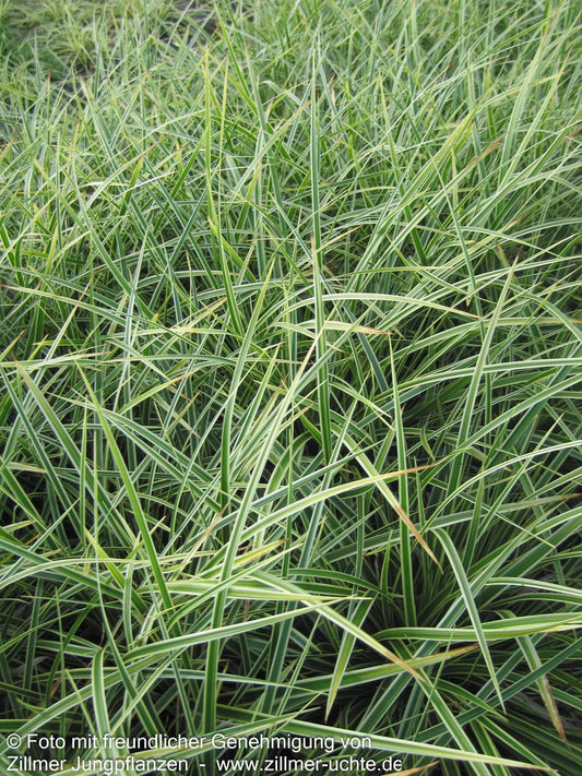 Goldrand-Japan-Segge 'Aureovariegata' (Carex morrowii)