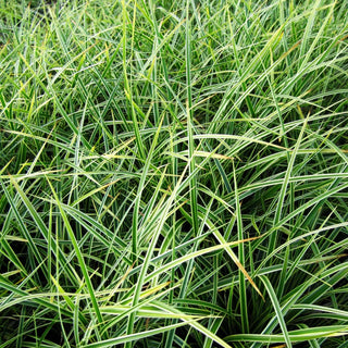 Goldrand-Japan-Segge 'Aureovariegata' (Carex morrowii)