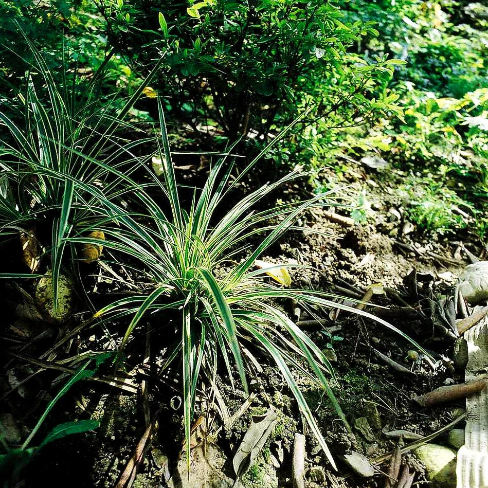 Goldrand-Japan-Segge 'Aureovariegata' (Carex morrowii)