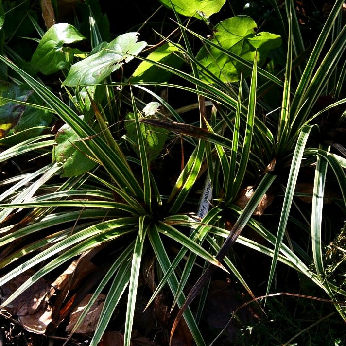 Goldrand-Japan-Segge 'Aureovariegata' (Carex morrowii)