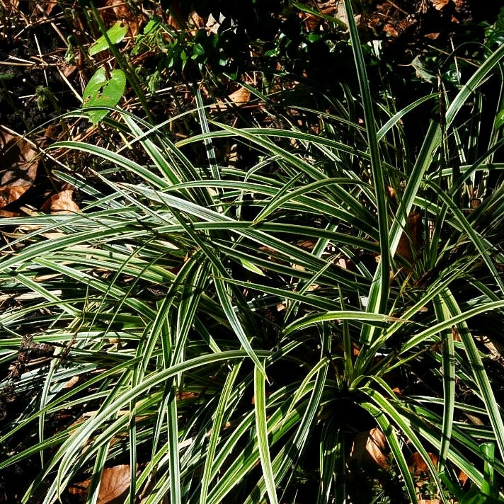 Goldrand-Japan-Segge 'Aureovariegata' (Carex morrowii)