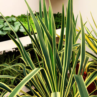 Goldrand-Palmlilie 'Bright Edge' (Yucca filamentosa)