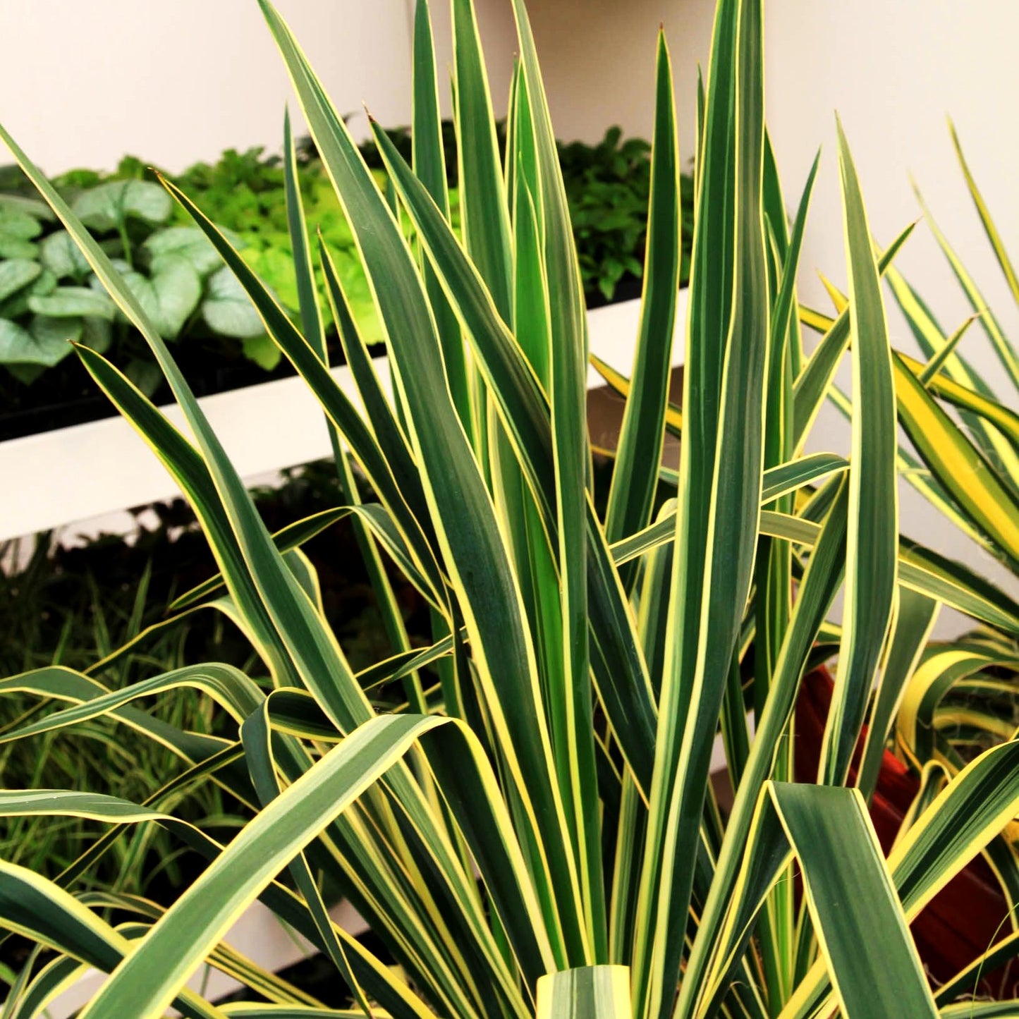 Goldrand-Palmlilie 'Bright Edge' (Yucca filamentosa)
