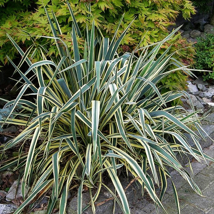 Goldrand-Palmlilie 'Bright Edge' (Yucca filamentosa)