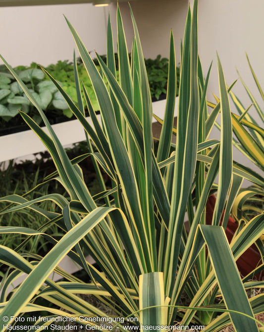 Goldrand-Palmlilie 'Bright Edge' (Yucca filamentosa)