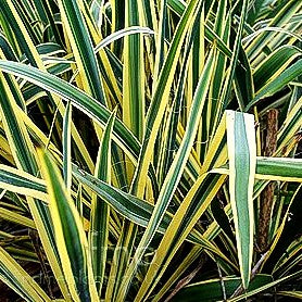 Goldrand-Palmlilie 'Bright Edge' (Yucca filamentosa)