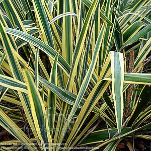 Goldrand-Palmlilie 'Bright Edge' (Yucca filamentosa)