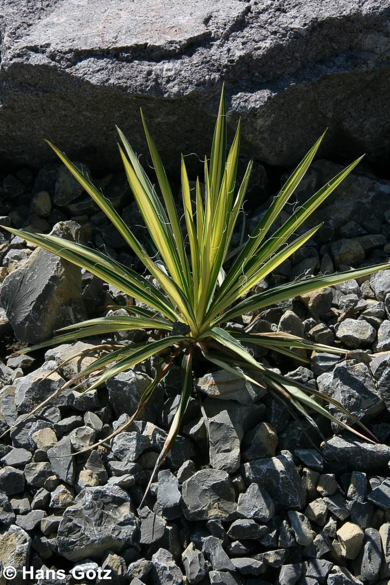 Goldrand-Palmlilie 'Bright Edge' (Yucca filamentosa)