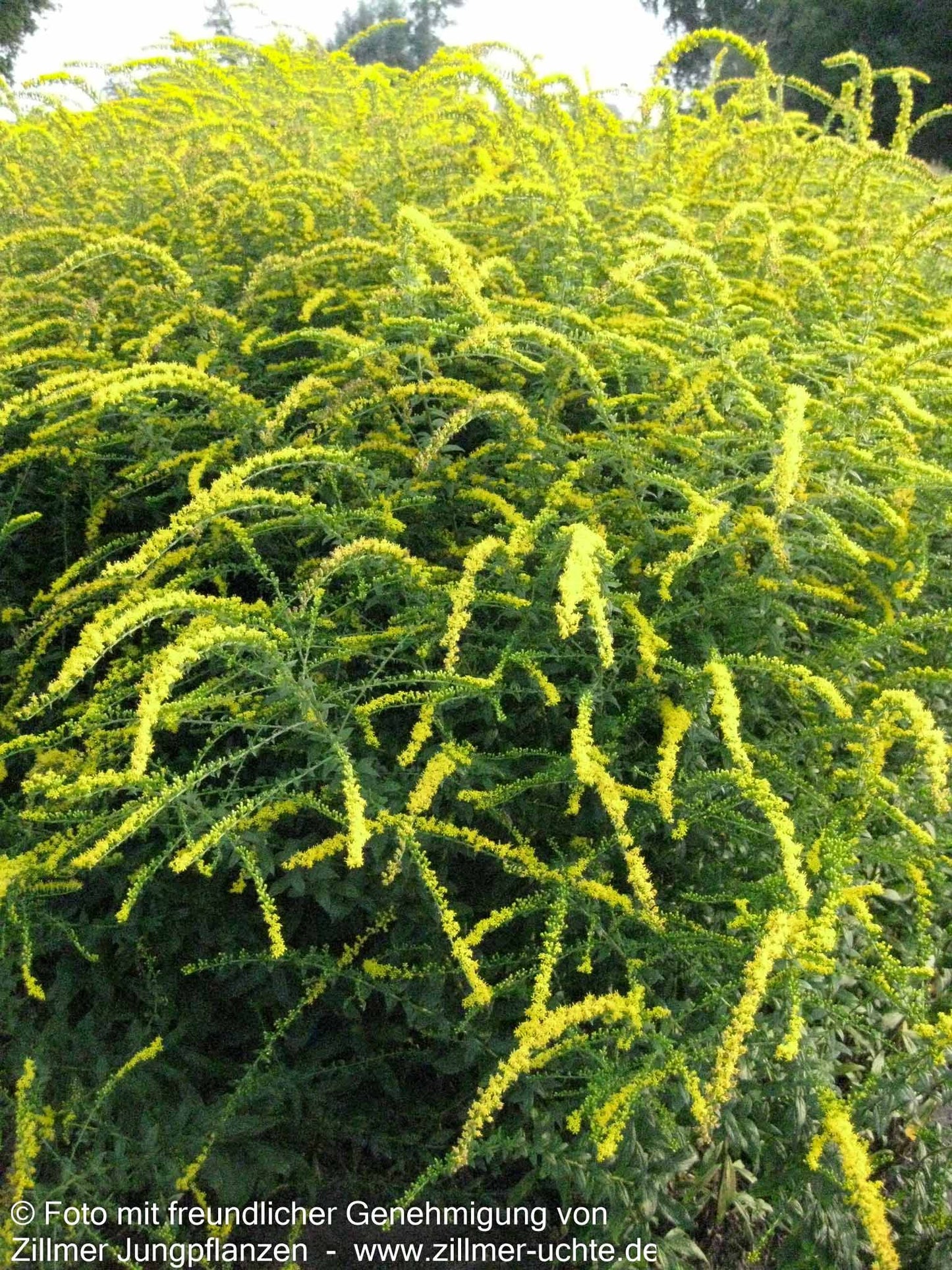 Goldrute 'Fireworks' (Solidago rugosa)