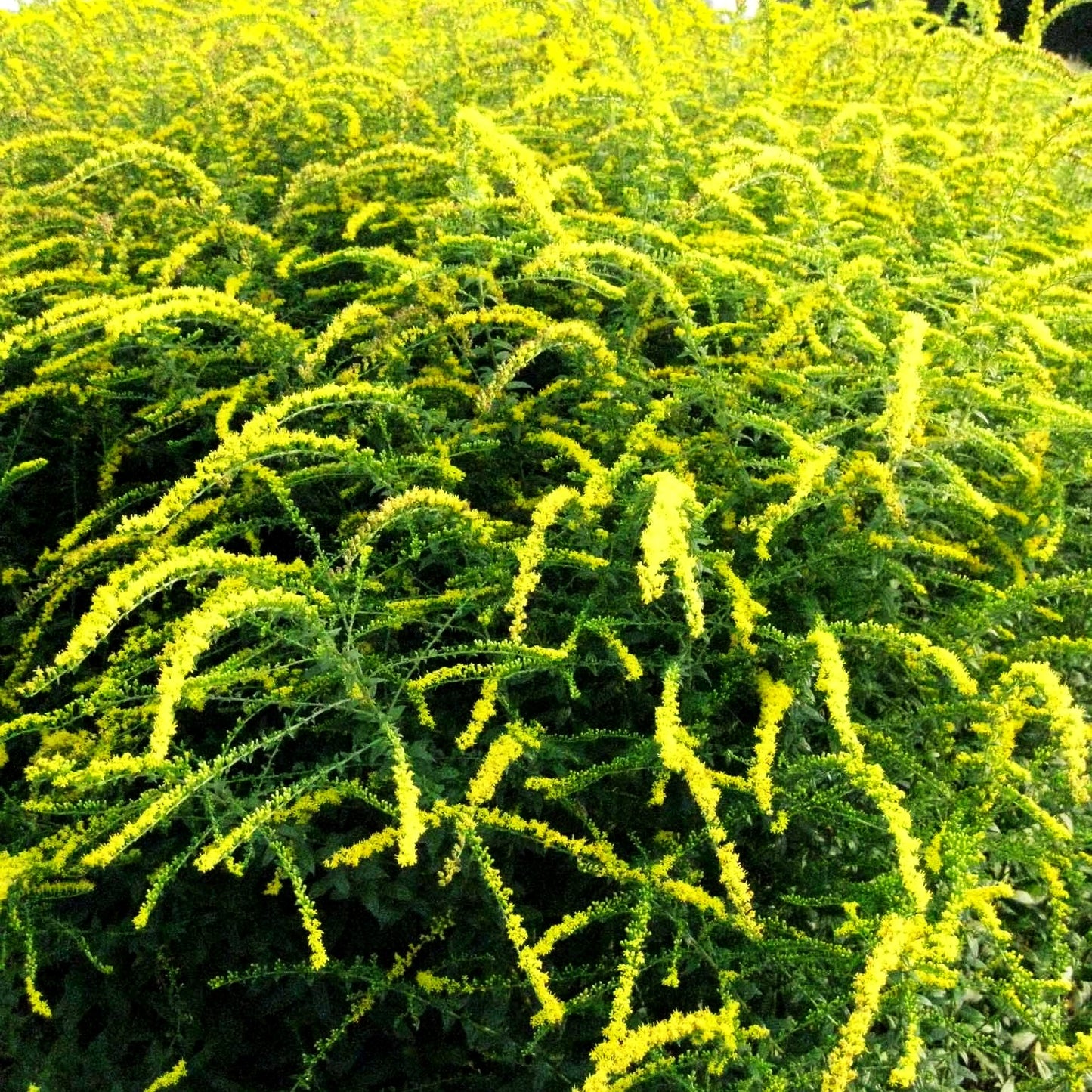 Goldrute 'Fireworks' (Solidago rugosa)
