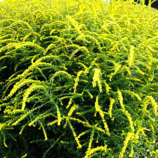 Goldrute 'Fireworks' (Solidago rugosa)