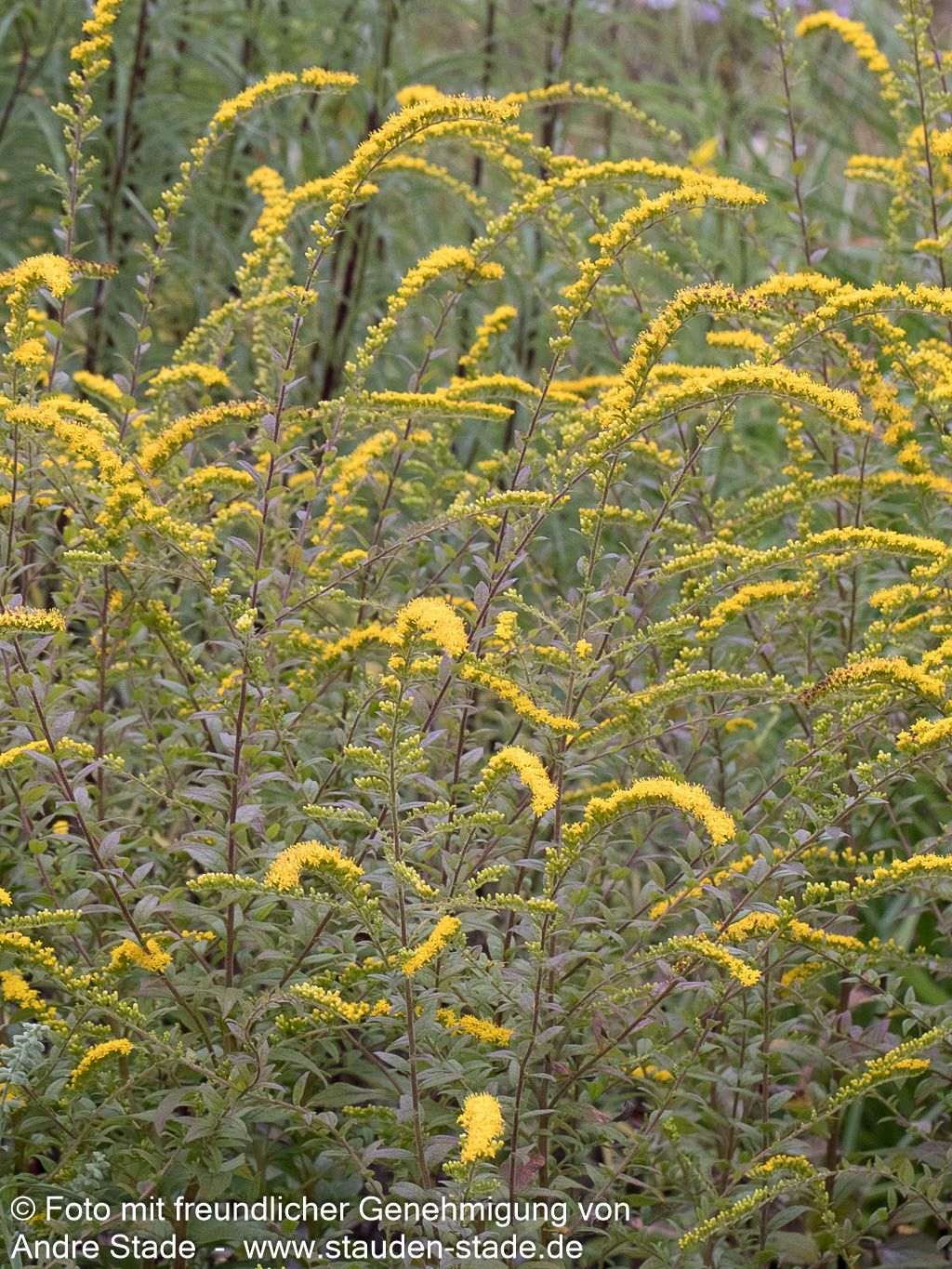 Goldrute 'Fireworks' (Solidago rugosa)
