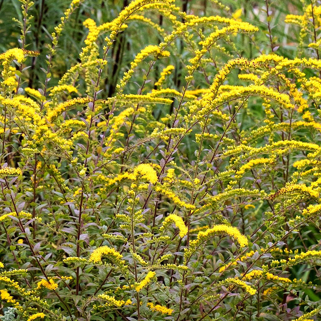 Goldrute 'Fireworks' (Solidago rugosa)