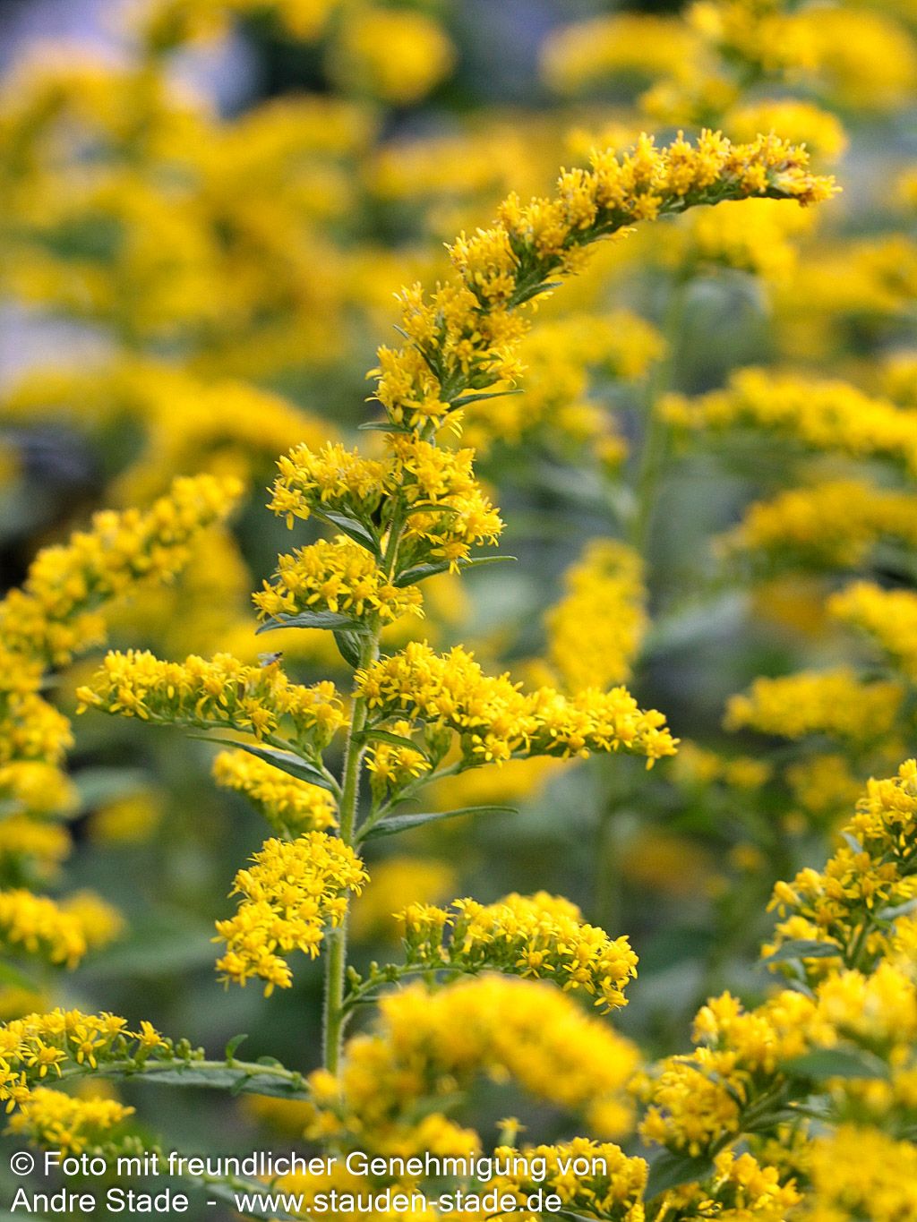Goldrute 'Fireworks' (Solidago rugosa)