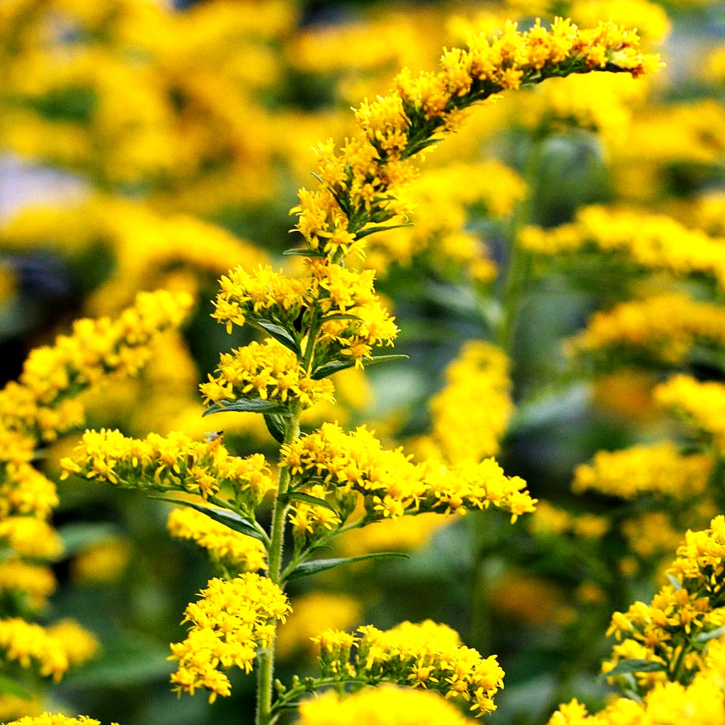 Goldrute 'Fireworks' (Solidago rugosa)