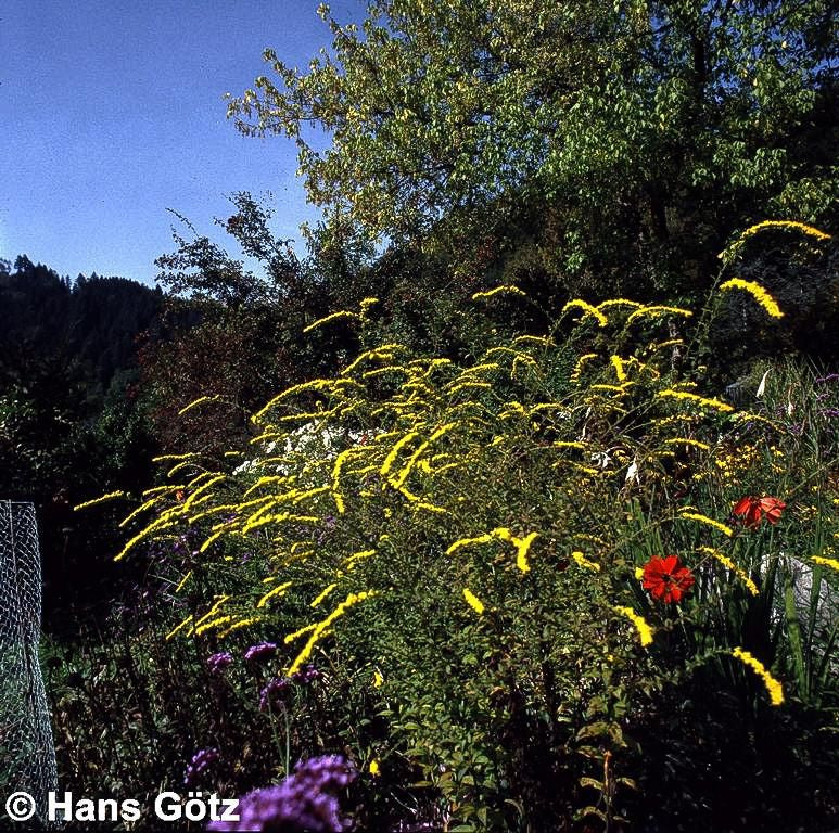 Goldrute 'Fireworks' (Solidago rugosa)