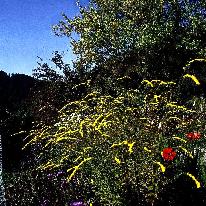 Goldrute 'Fireworks' (Solidago rugosa)