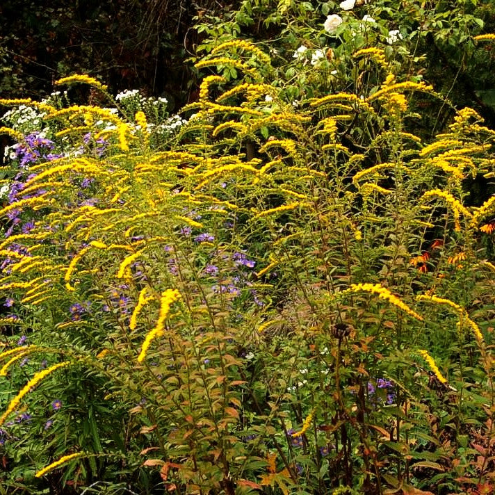 Goldrute 'Fireworks' (Solidago rugosa)