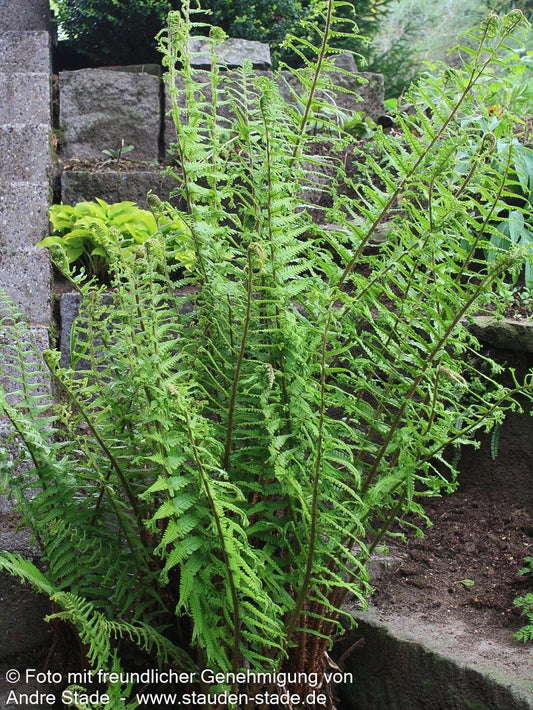 Goldschuppenfarn 'Cristata The King' (Dryopteris affinis)
