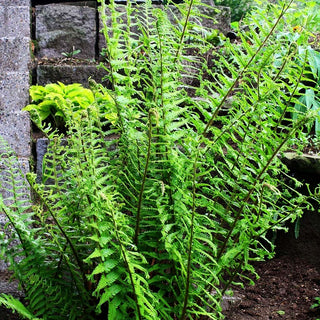 Goldschuppenfarn 'Cristata The King' (Dryopteris affinis)