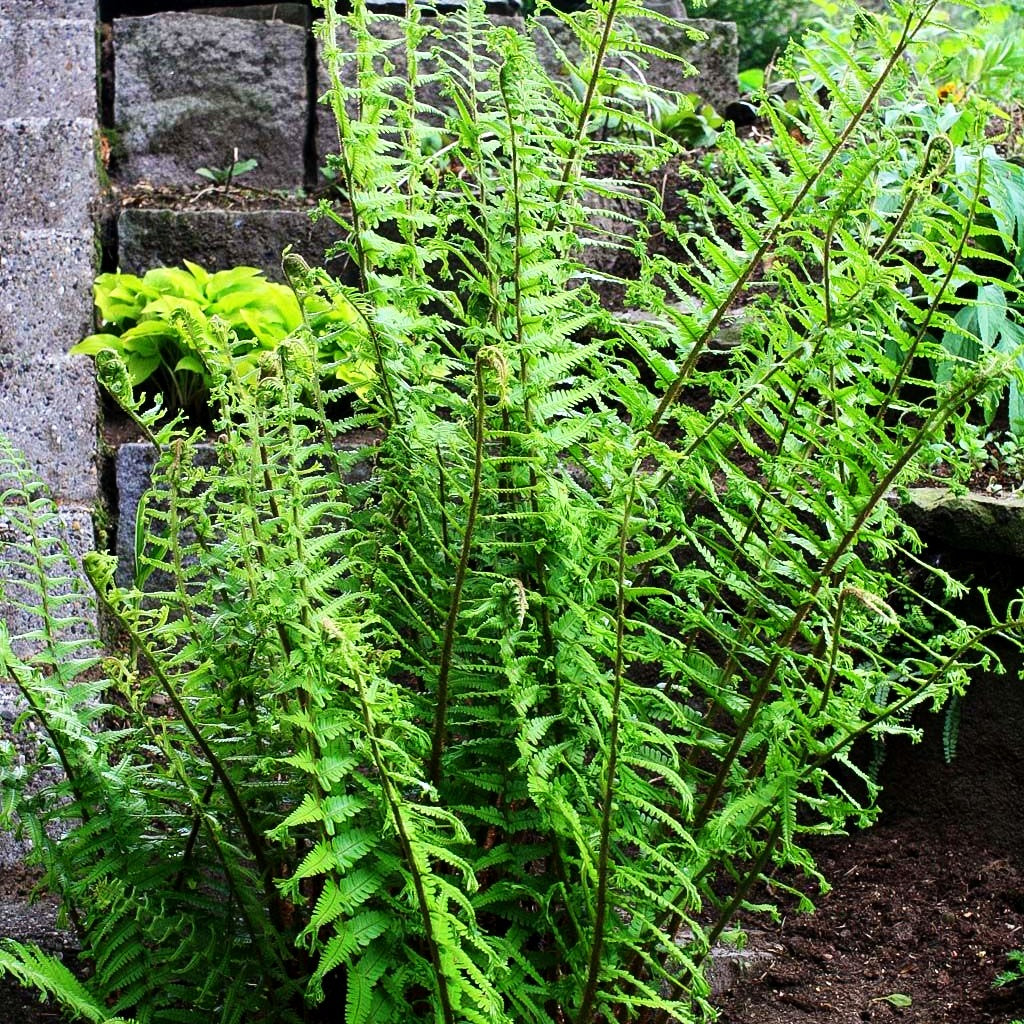 Goldschuppenfarn 'Cristata The King' (Dryopteris affinis)