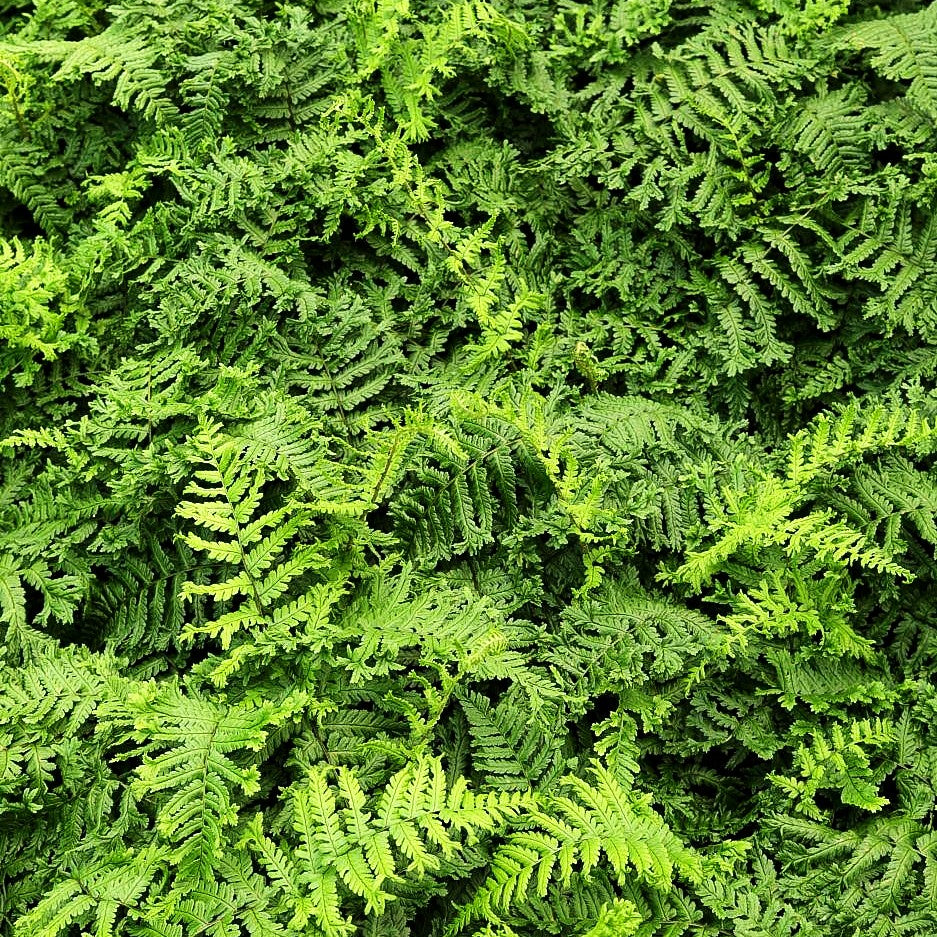 Goldschuppenfarn 'Cristata The King' (Dryopteris affinis)