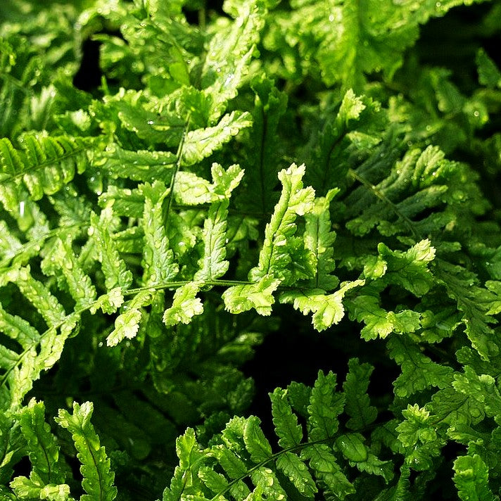Goldschuppenfarn 'Cristata The King' (Dryopteris affinis)