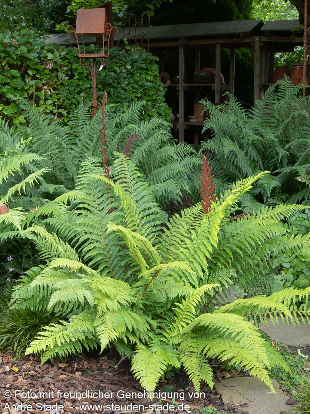 Goldschuppenfarn (Dryopteris affinis)