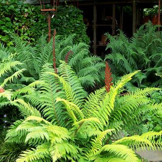 Goldschuppenfarn (Dryopteris affinis)