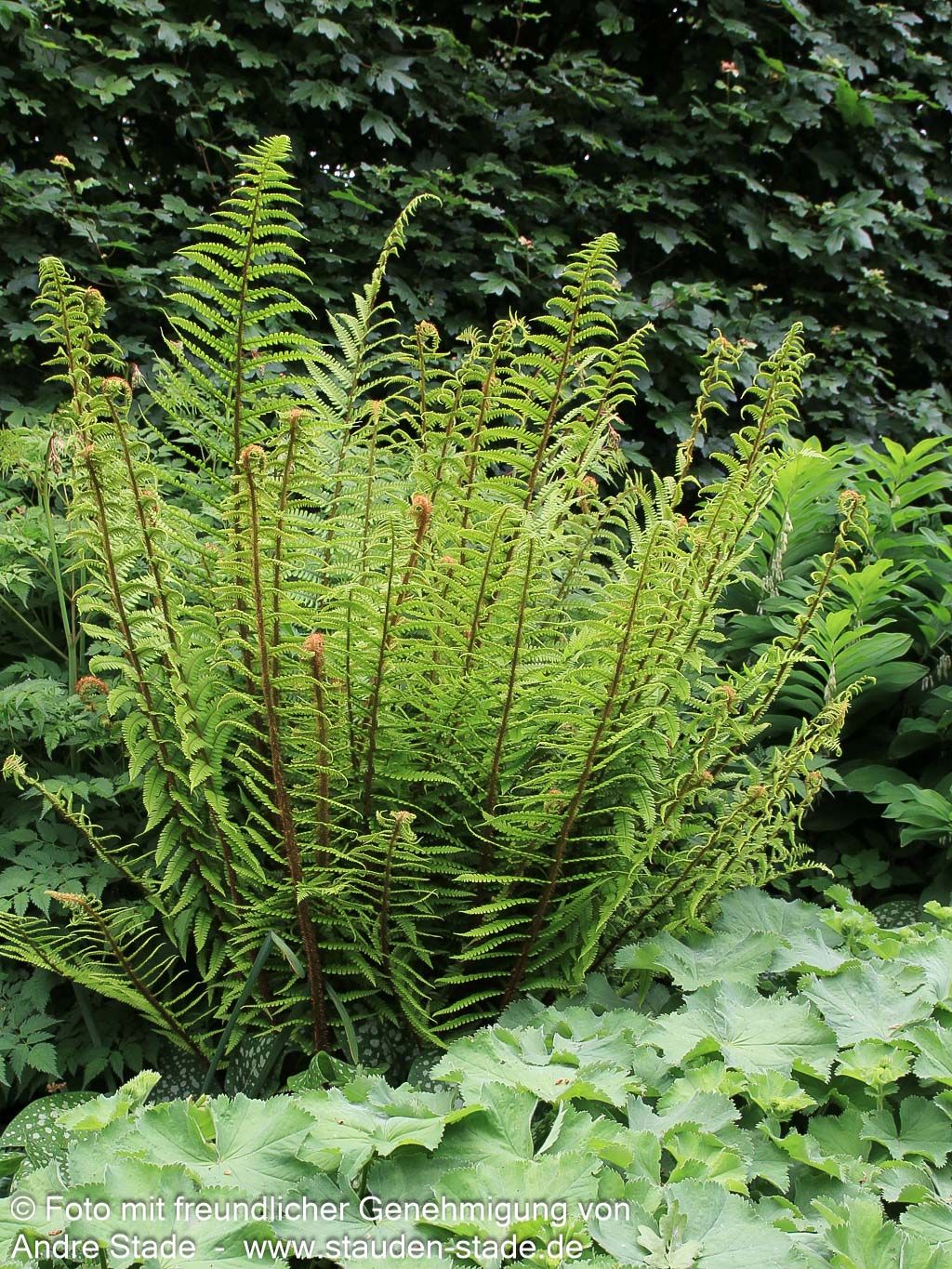 Goldschuppenfarn (Dryopteris affinis)