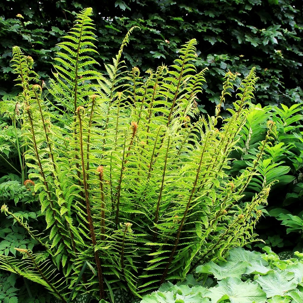 Goldschuppenfarn (Dryopteris affinis)