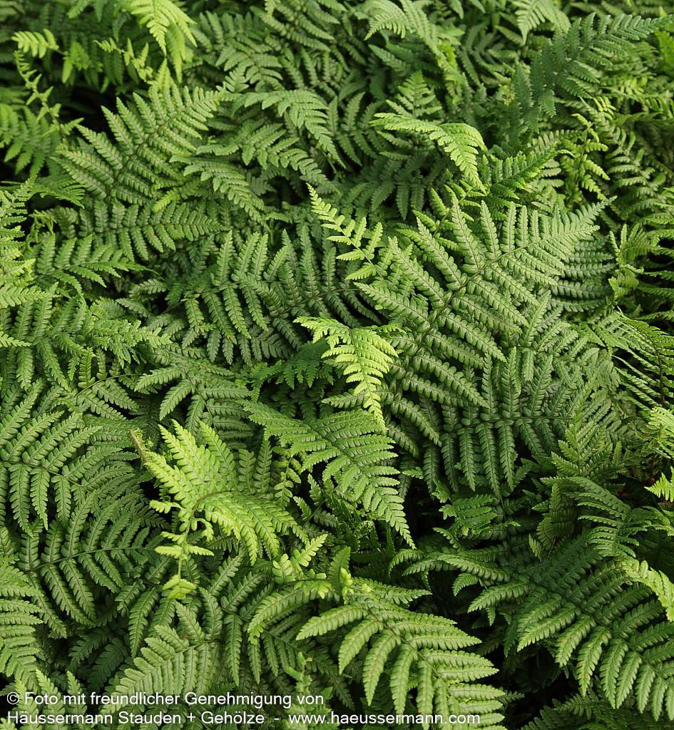 Goldschuppenfarn (Dryopteris affinis)