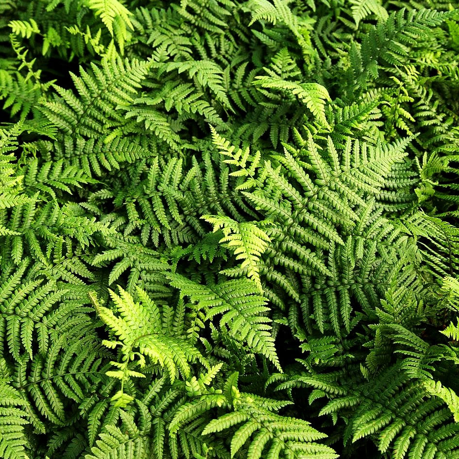 Goldschuppenfarn (Dryopteris affinis)