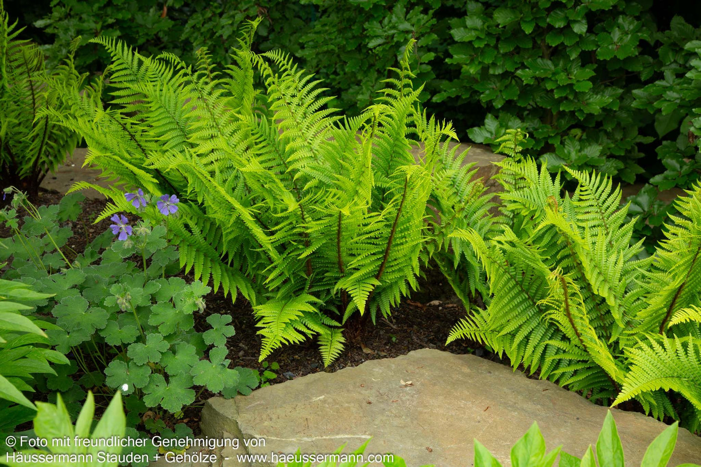 Goldschuppenfarn (Dryopteris affinis)