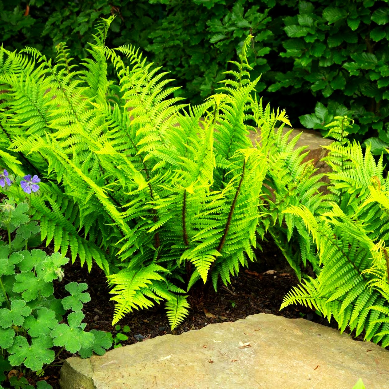 Goldschuppenfarn (Dryopteris affinis)