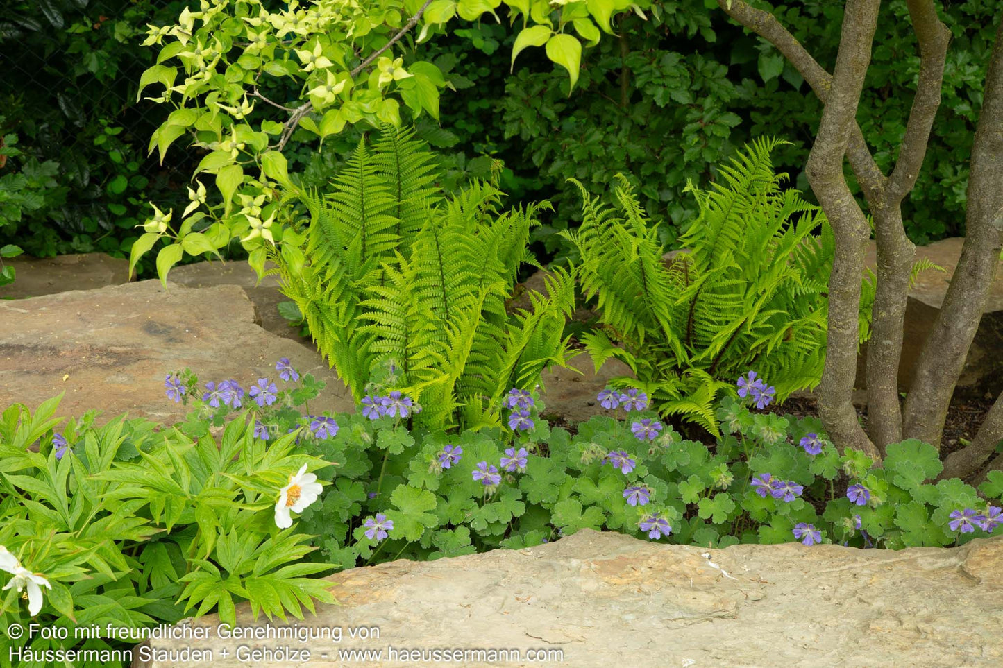 Goldschuppenfarn (Dryopteris affinis)
