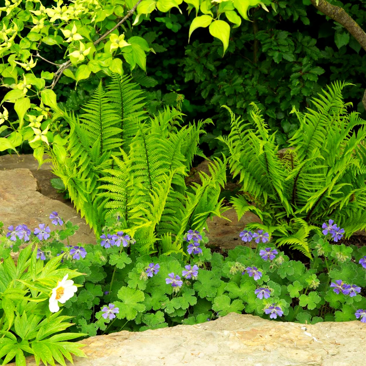 Goldschuppenfarn (Dryopteris affinis)