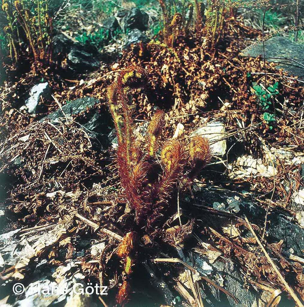 Goldschuppenfarn (Dryopteris affinis)