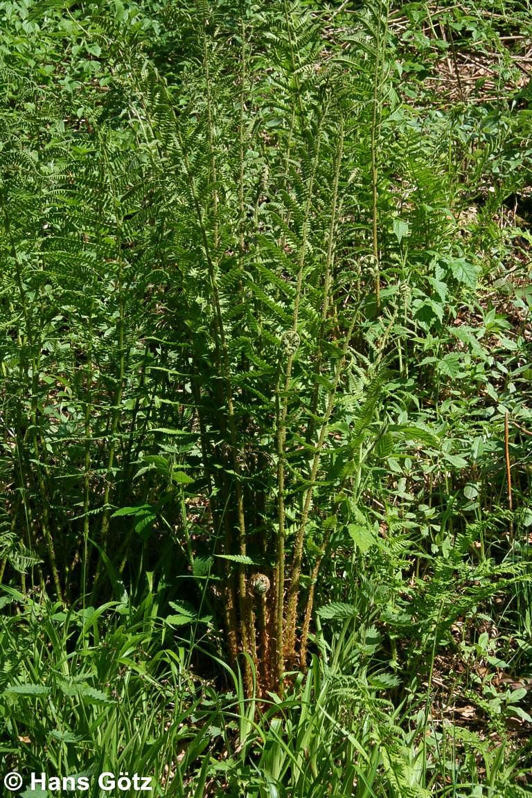 Goldschuppenfarn (Dryopteris affinis)