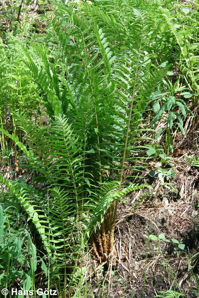 Goldschuppenfarn (Dryopteris affinis)