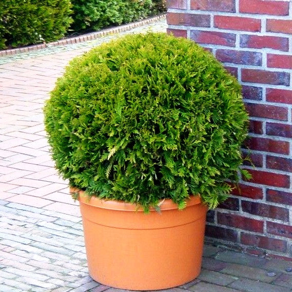 Goldspitzen Lebensbaum 'Aurescens' (Thuja plicata)