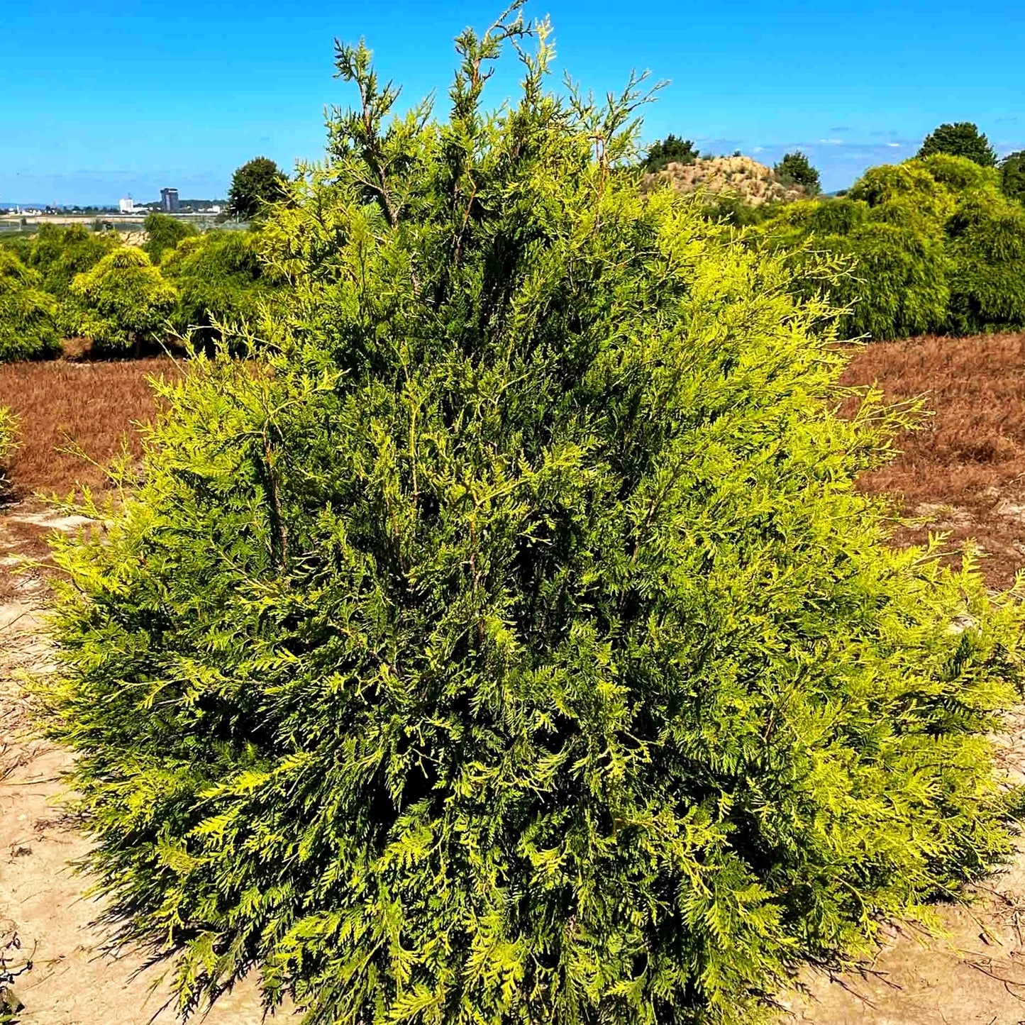 Goldspitzen Lebensbaum 'Aurescens' (Thuja plicata)