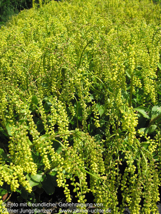 Goldtröpfchen (Chiastophyllum oppositifolium)