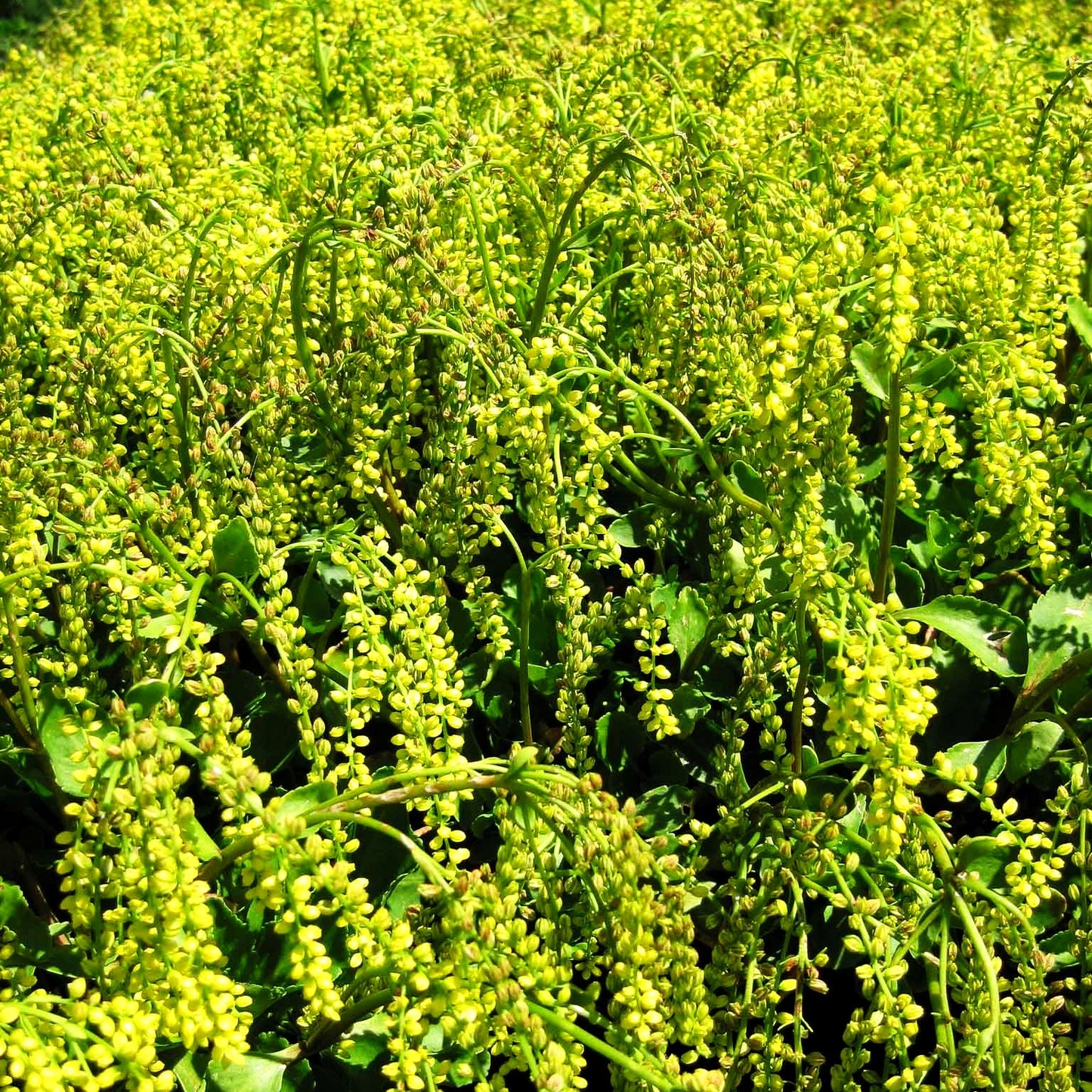 Goldtröpfchen (Chiastophyllum oppositifolium)