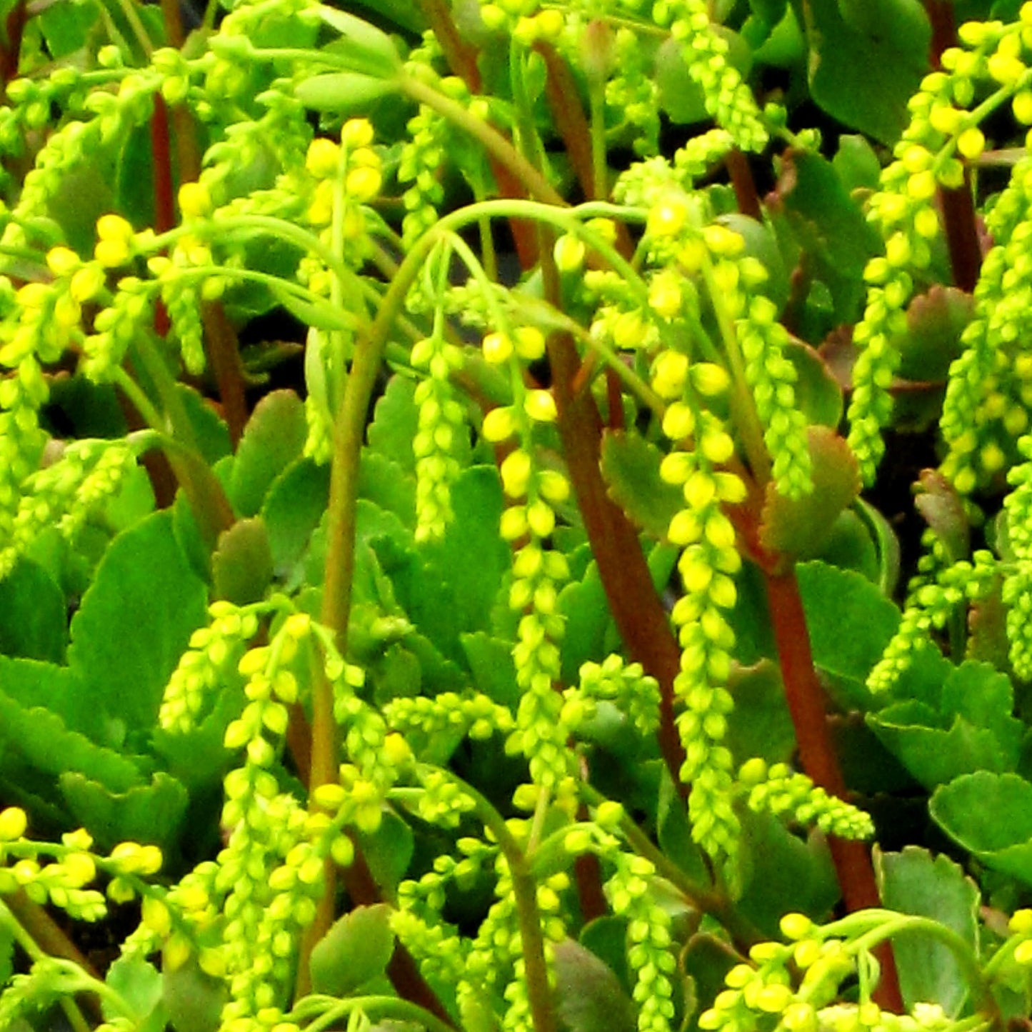 Goldtröpfchen (Chiastophyllum oppositifolium)