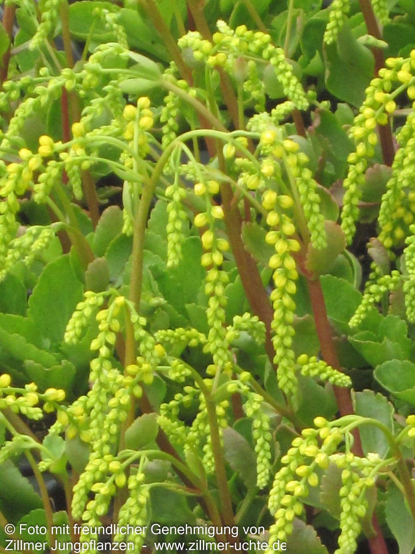 Goldtröpfchen (Chiastophyllum oppositifolium)