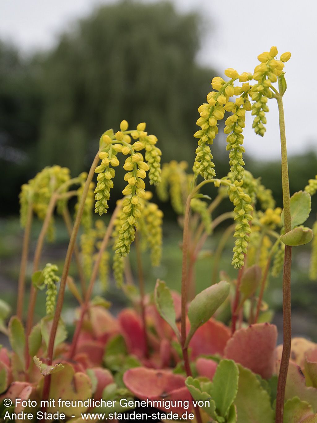 Goldtröpfchen (Chiastophyllum oppositifolium)