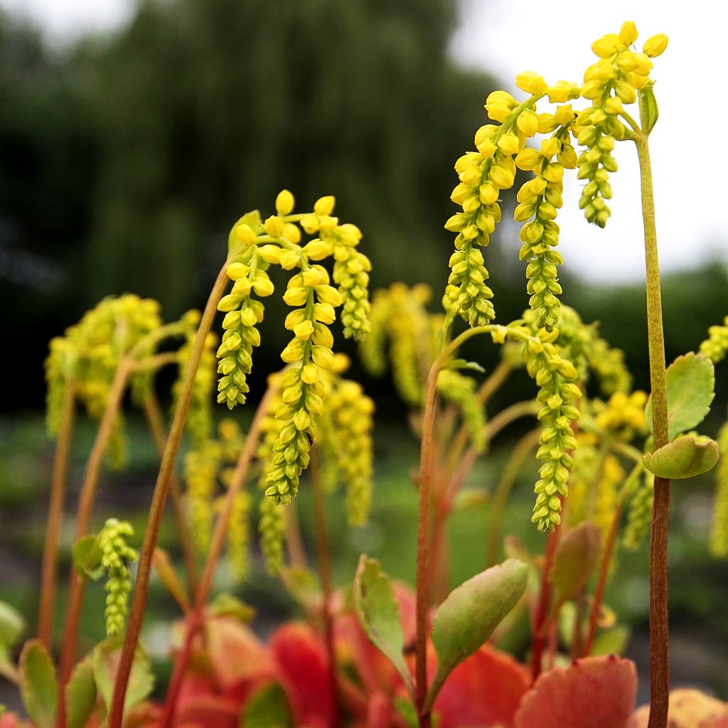 Goldtröpfchen (Chiastophyllum oppositifolium)