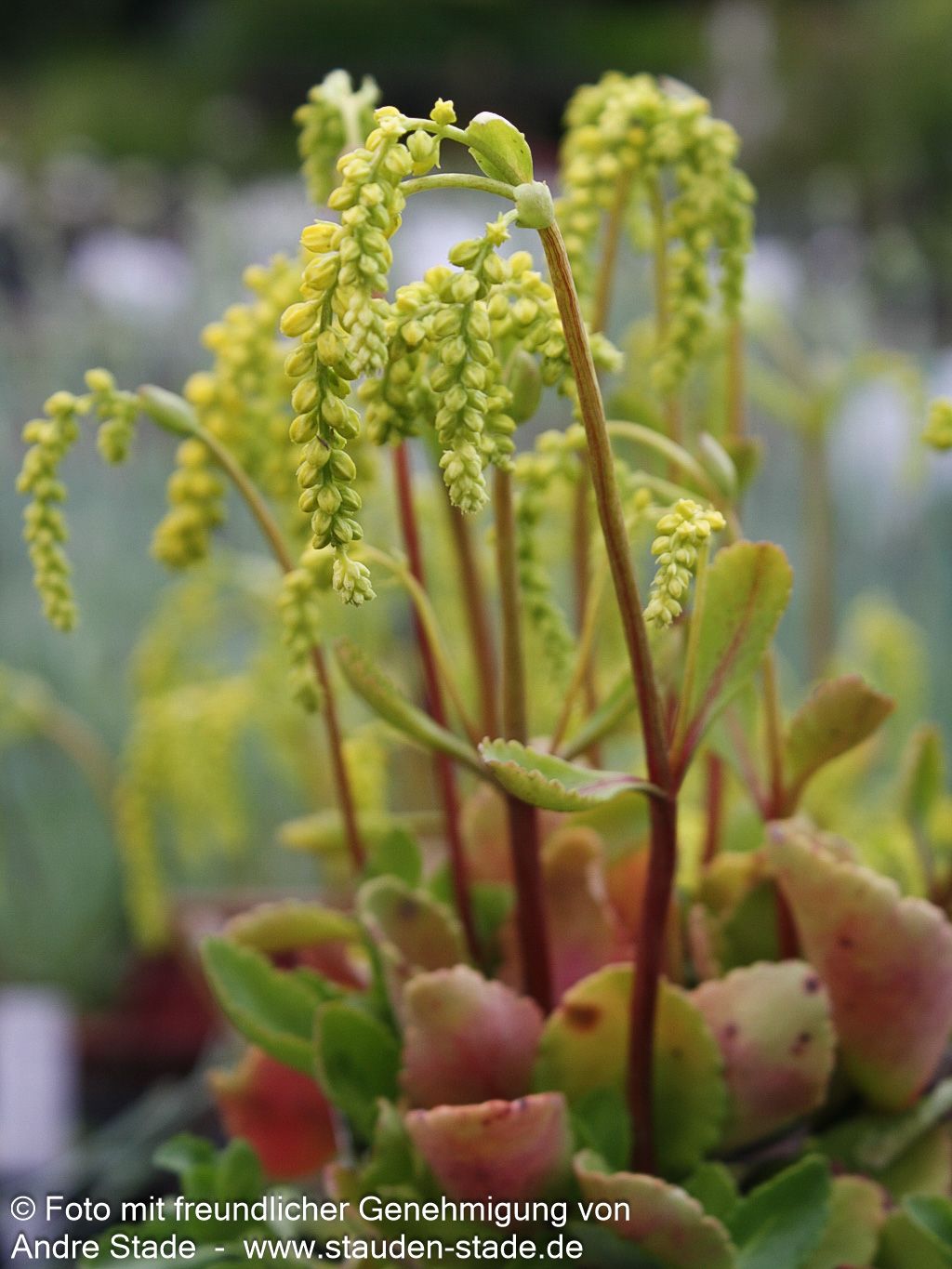 Goldtröpfchen (Chiastophyllum oppositifolium)